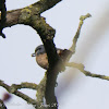 Nuthatch