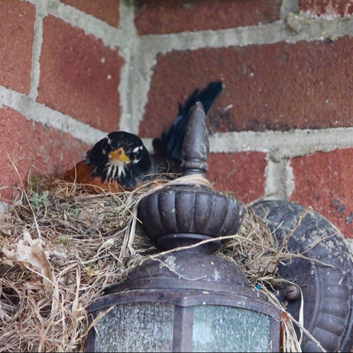 American robin