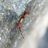 Gray Furcula Moth