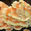 Chicken of the Woods