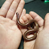 Bibron's Blind Snake