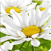 My Flower 3D Live wallpaper  Icon