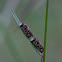 Male roosting sweat bees