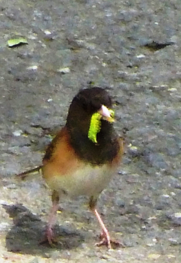 Dark Eyed Junco