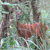 Roe Deer