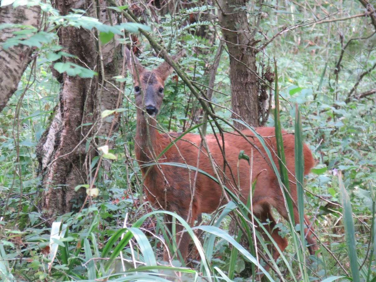 Roe Deer