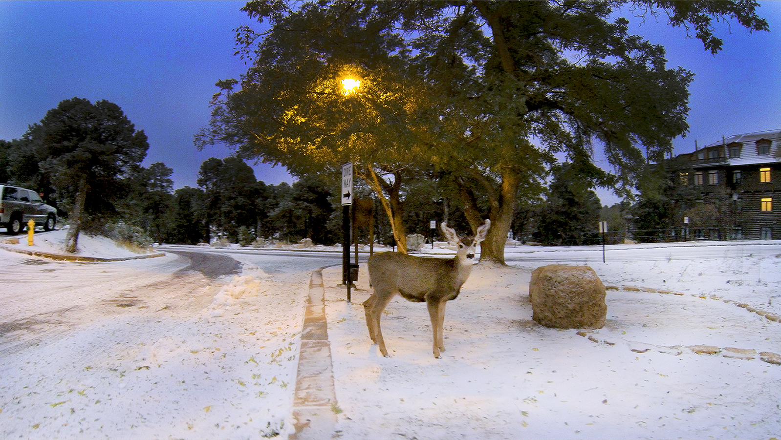 Deer at the South Rim di Montevecchi