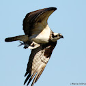 Osprey