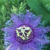 Passionflower, Maypop