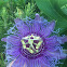 Passionflower, Maypop