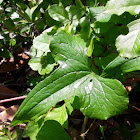 Black bryony