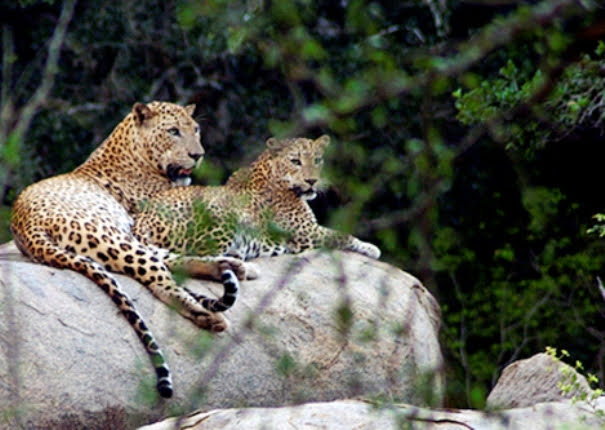 Parque nacional Yala