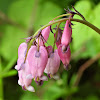 Pacific bleeding heart