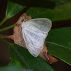 Tussock Moth