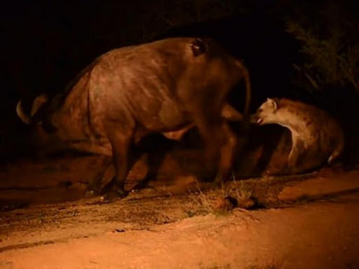 hyena bites buffalo on the balls