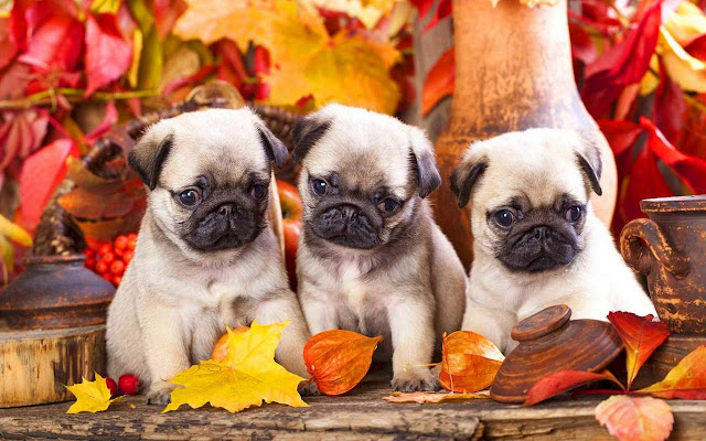 Pug Wallpaper