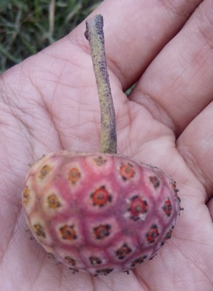 Fruto de Cornejo del Himalaya