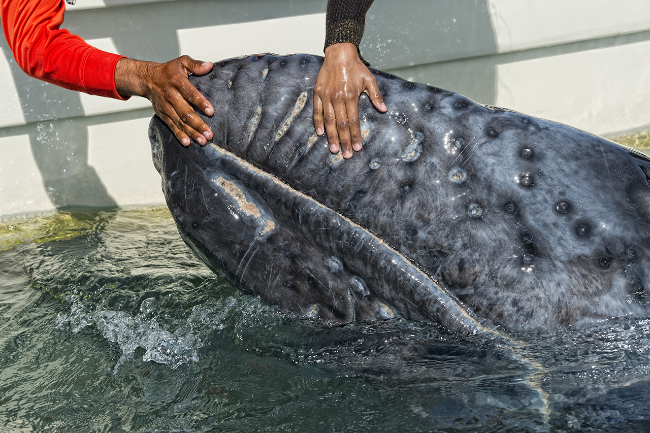 Grey Whale di Andrea Izzotti