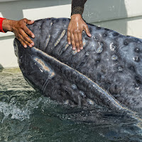 Grey Whale di 