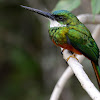 Rufous Tailed Jacamar