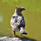 Eagle - Crested Hawk Eagle