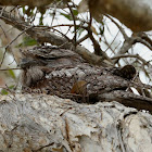 Tawny Frogmouth