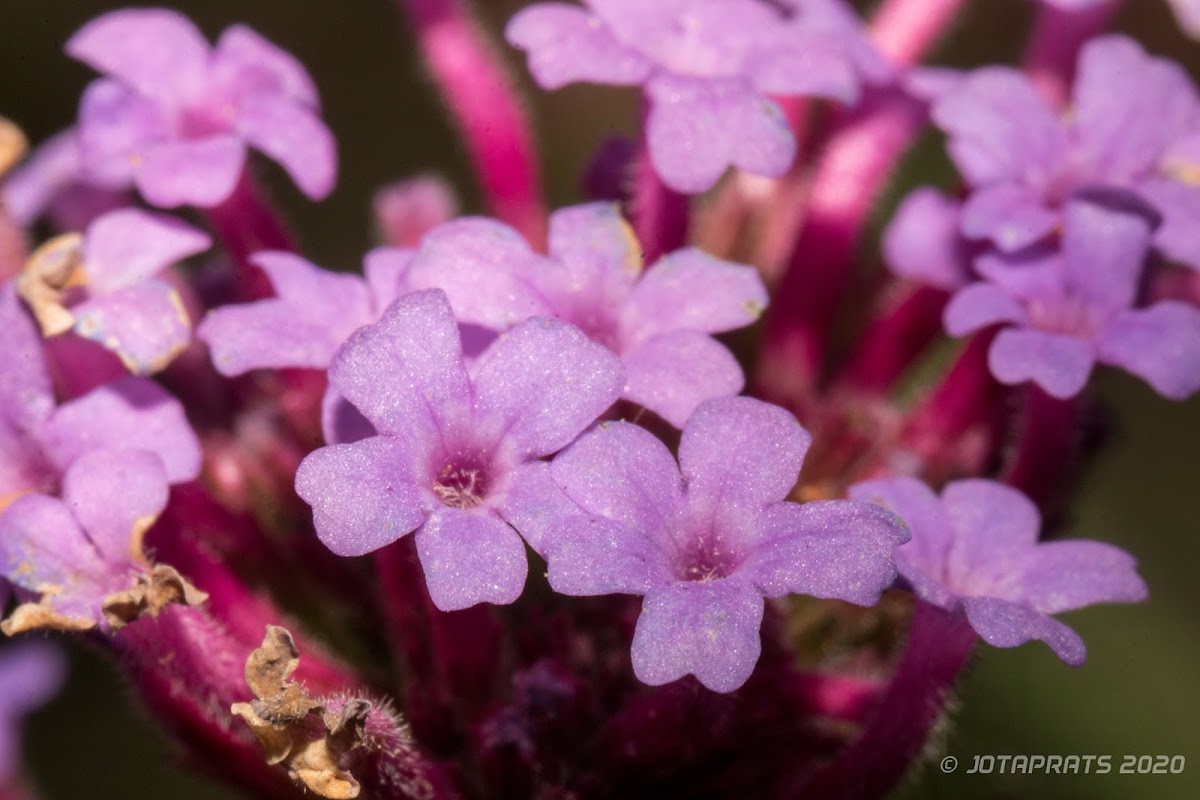 Verbena bonariensis