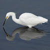 Snowy egret