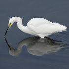 Snowy egret