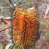 New England Banksia