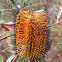 New England Banksia