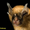 Formosan lesser horseshoe bat