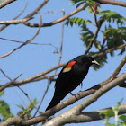 Red Winged Blackbird (male)