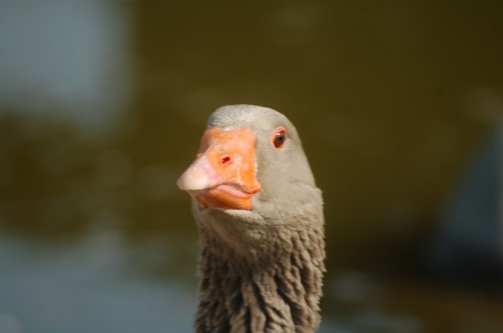 Lo Sguardo di ciferseo