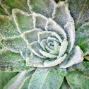 Mullein