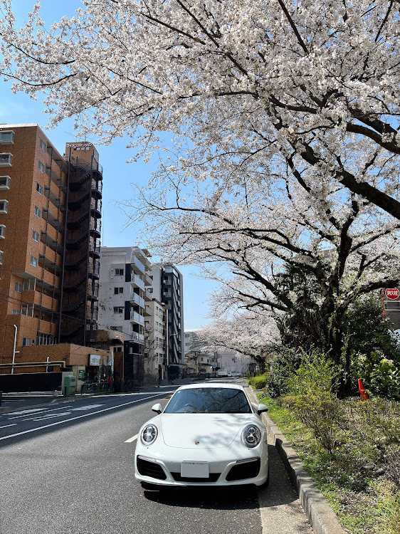 911 クーペの911カレラ・サクラと愛車・いつもいいね＆コメントありがとうございます・桜シーズン開幕・脊髄硬膜動静脈瘻に関するカスタム事例の投稿画像1枚目
