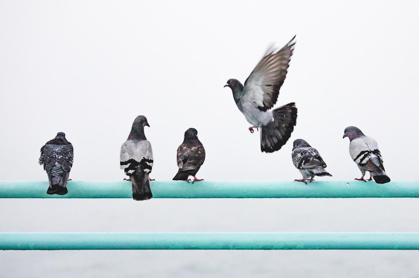 Pigeon Racing