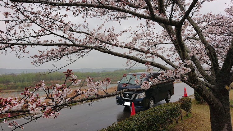 NV350キャラバンのいつもイイネ&コメントありがとうございます🙇‍♂️・4月もよろしくお願い致します🌸・桜とコラボ・DIY・サクラと愛車に関するカスタム事例の投稿画像2枚目