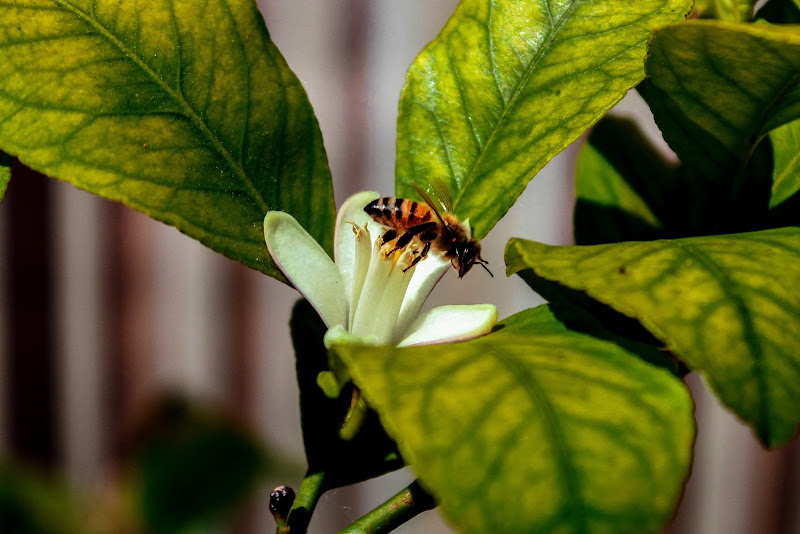 L'ape di primavera di thefuturephotos