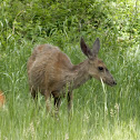 Mule Deer