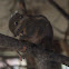 Swinhoe's Striped Squirrel