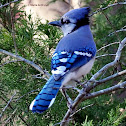 Blue jay