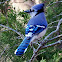 Blue jay