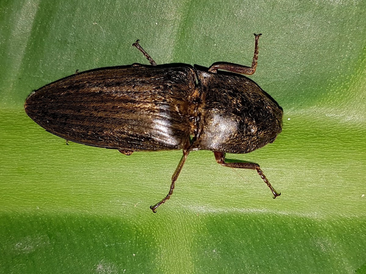 Click Beetle