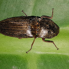 Click Beetle