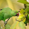 Rose-ringed parakeet