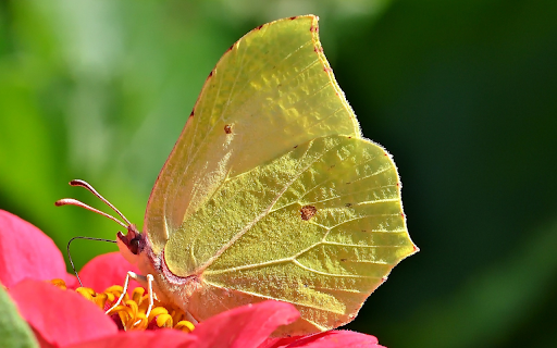 Yellow butterfly