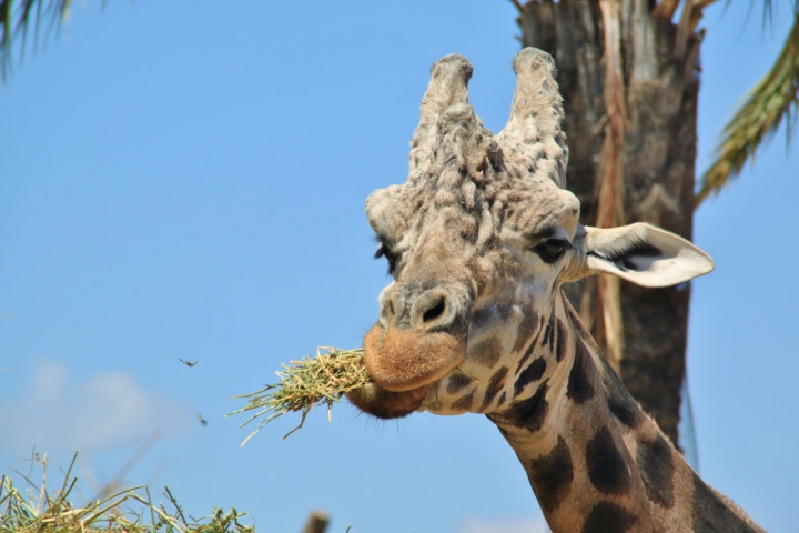 Il pasto della giraffa di supermaio