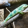 Fijian Iguana