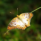 White Peacock Butterfly